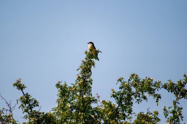 woodchat shrike perched on a tree