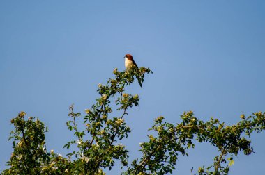 woodchat shrike perched on a tree
