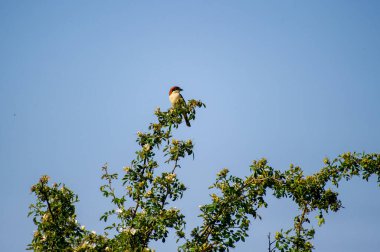 woodchat shrike perched on a tree