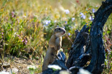 Kuru bir ağacın yanında duran Avrupa yer sincabı