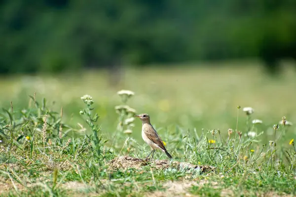 Çimenlikteki Kuzey Teknisyeni