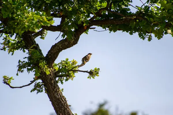 mısır gevreği dalda ağaca doğru uçuyor.