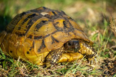 Hermann 'ın kaplumbağası çimlerin üzerinde.