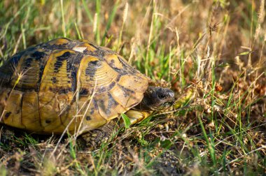 Hermann 'ın kaplumbağası çimlerin üzerinde.