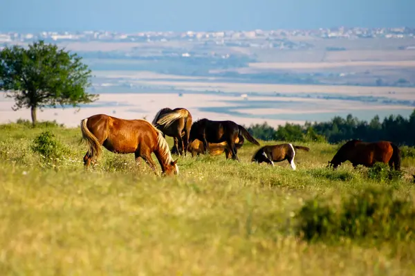 Bulgaristan 'ın dağlarındaki çayırlarda otlayan kahverengi bir inek