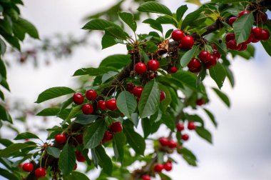 kırmızı kirazlar dalda