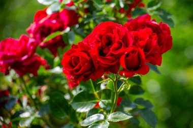 kırmızı güllü dal 