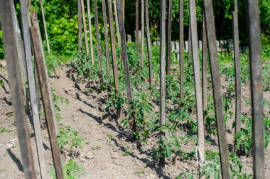 Bahçedeki sıra sıra domates.