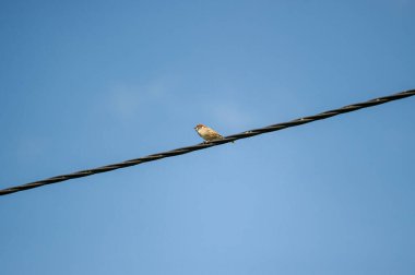 Avrasya ağaç serçesi mavi gökyüzüne karşı bir tel üzerinde