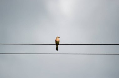 Olgun kırmızı çilek bahçesinde