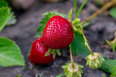 Olgun kırmızı çilek bahçesinde