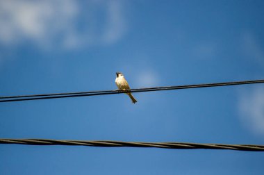 Olgun kırmızı çilek bahçesinde