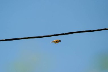 Kablodan atlayan sıradan bir çarşaf.