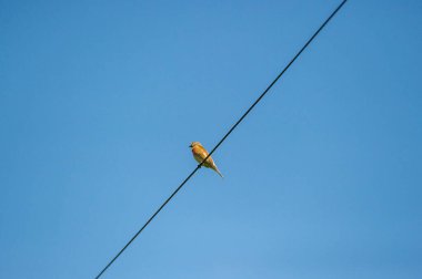 Mavi gökyüzüne karşı bir telin üzerinde duran sıradan bir keten.
