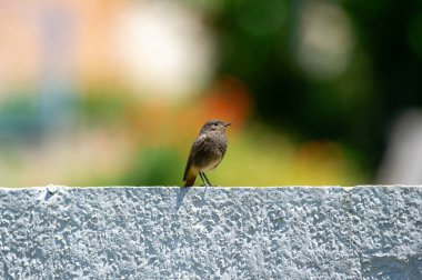 Siyah kızıl çitin üzerinde oturuyor.