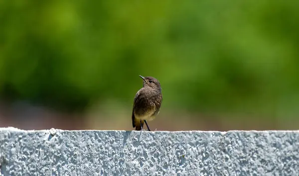 Siyah kızıl çitin üzerinde oturuyor.