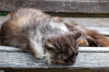 Kedi yerde yatıyor.