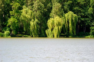 Gölün üzerinde ağlayan altın söğüt ağacı
