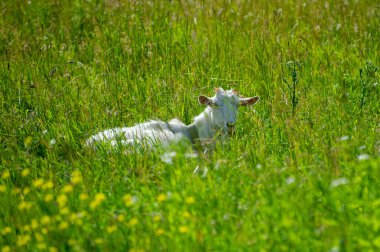 Keçi çimenlerde yatıyor.
