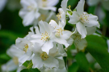 Tatlı, sahte portakallı beyaz çiçekler.