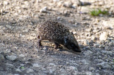 Avrupa kirpisi çimlerin üzerinde