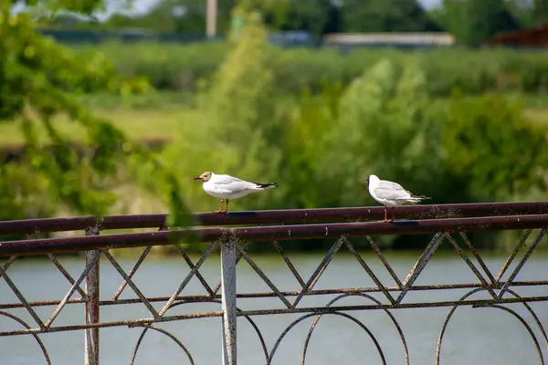 Siyah kafalı martı metal bir çitin üzerine tünemiş ve arka planda göl var.