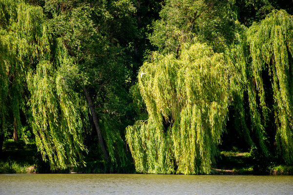 weeping golden willow above the lake