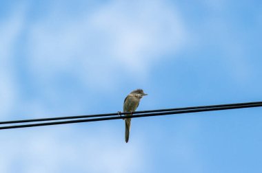 Mavi gökyüzüne karşı kabloda beyaz boğaz ve serçe