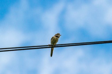 Mavi gökyüzüne karşı kabloda beyaz boğaz ve serçe