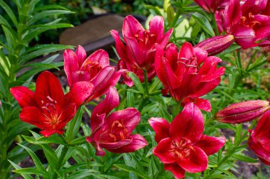 Lilium Tarrango 'nun kırmızı çiçekleri ve yağmur damlaları