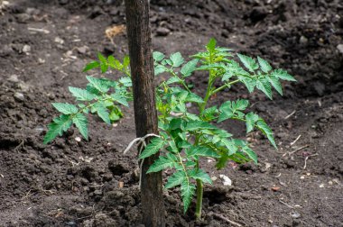 Bir serada yetişen domates tohumu.