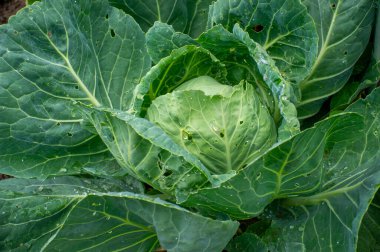 Bahçede yağmur damlalarıyla lahana başı