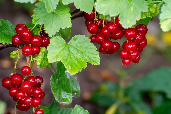 Kırmızı üzümlü üzümlü üzümlü.