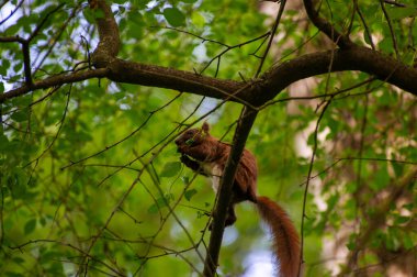sincap ağaç dalında fındık yiyor.