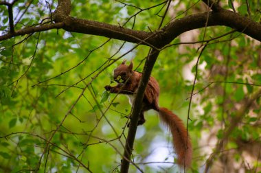 sincap ağaç dalında fındık yiyor.