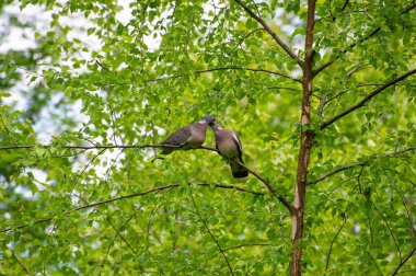 Bir çift güvercin ağaç dalında flört ediyor.