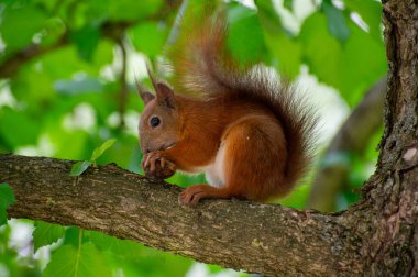 Bir ağaç dalında oturan ve fındık yiyen sincap.
