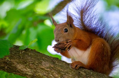 Bir ağaç dalında oturan ve fındık yiyen sincap.