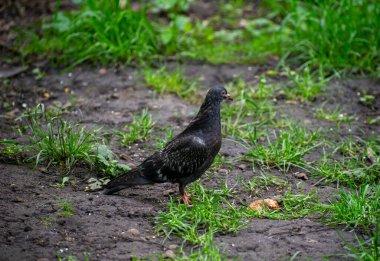 Çimlerin üzerinde siyah güvercin