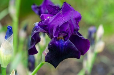 Bahçedeki mor zambak çiçeği