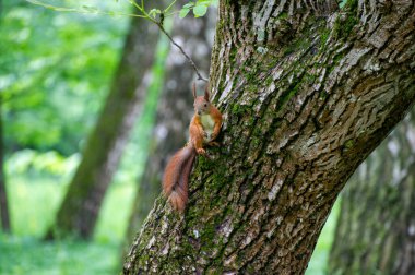 sincap ağaçta oturuyor ve izliyor.