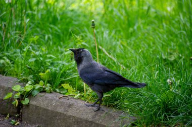 Çimlerin üzerinde bir karga izliyor