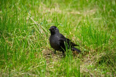 Çimlerin üzerinde bir karga.