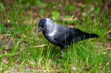 Çimlerin üzerinde bir karga.
