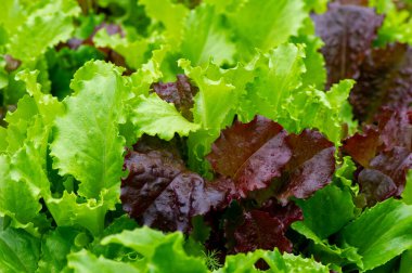 Bahçe içinde marul