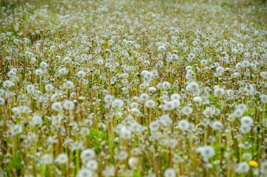 Beyaz dandelions alan