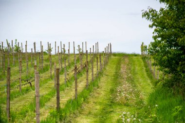Shveykiv, Ukrayna 'daki üzüm bağları