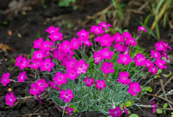 Bahçedeki deanthus deltoides pembe çiçekleri