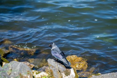 Bir karga göl kenarındaki kayalıklarda yiyecek arıyor.