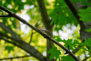 Avrupa bülbülü (erithacus rubecula) bir ağaç dalına tünemiştir
